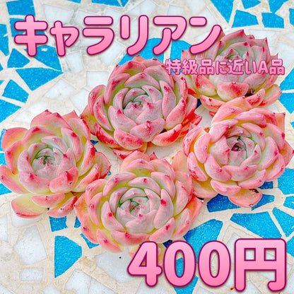 キャラリアン　A品