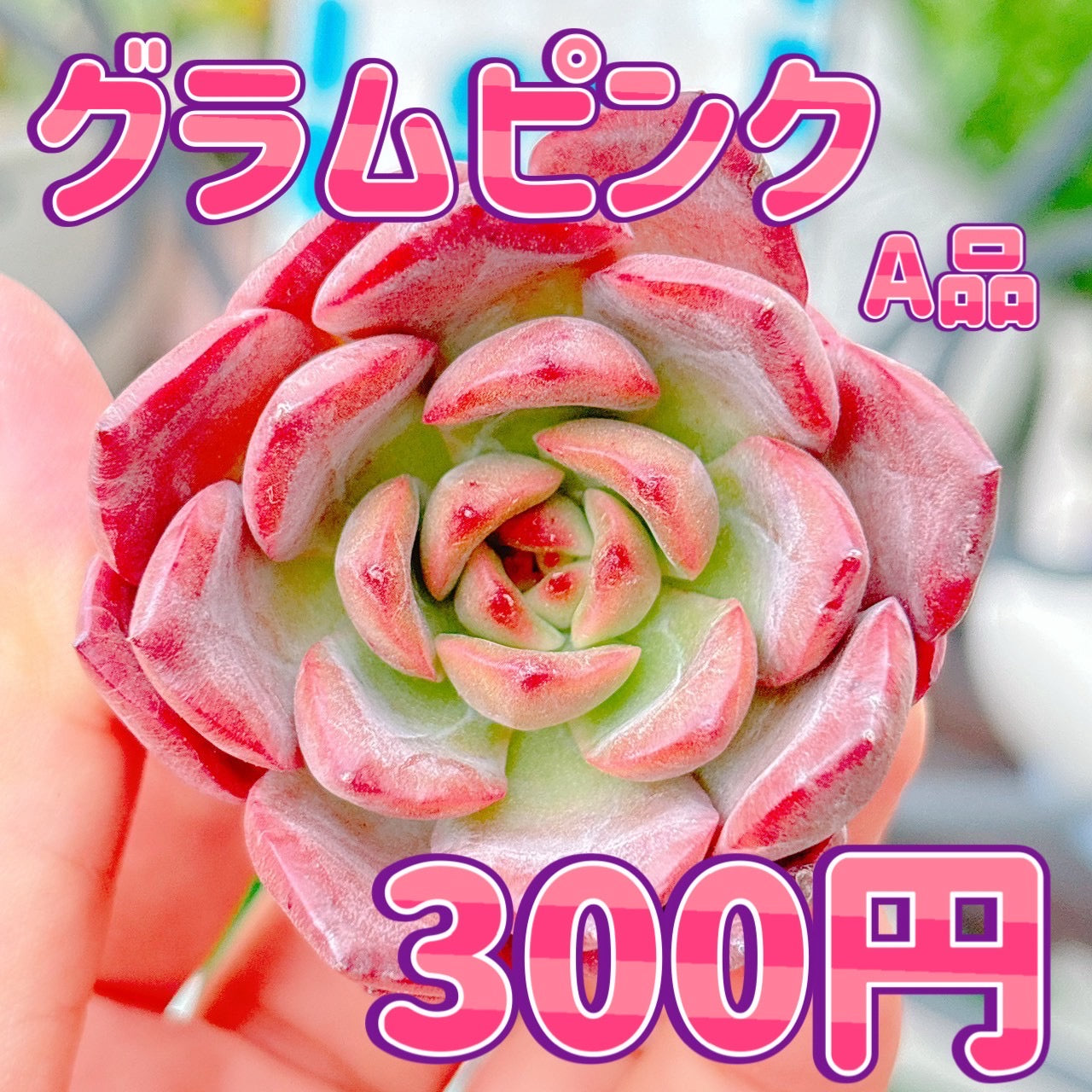グラムピンク　A品