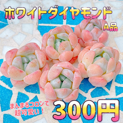 ホワイトダイヤモンド　A品