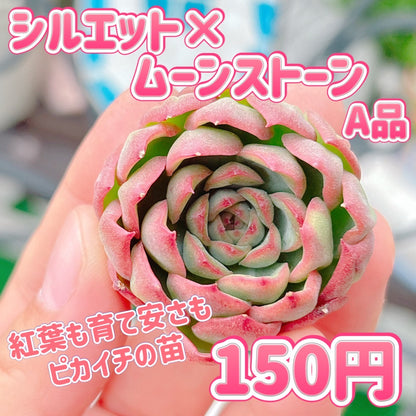 シルエット×ムーンストーン　A品