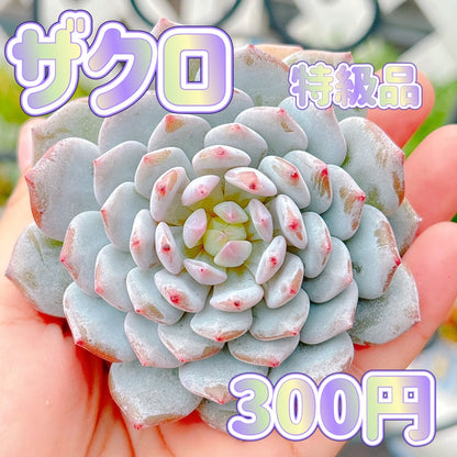 ザクロ　特級品