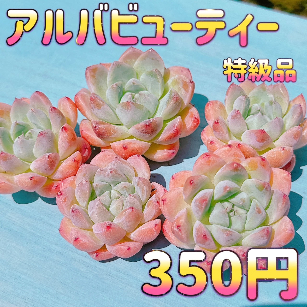 アルバビューティー 特級品 – Bull Succulent
