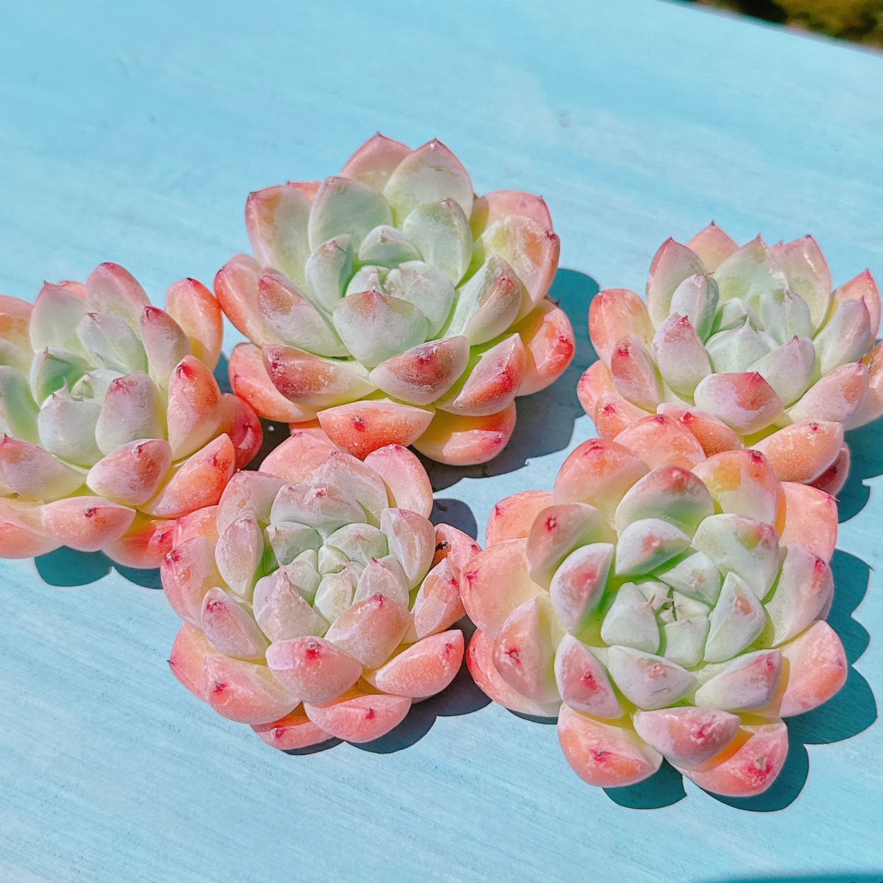 アルバビューティー 特級品 – Bull Succulent