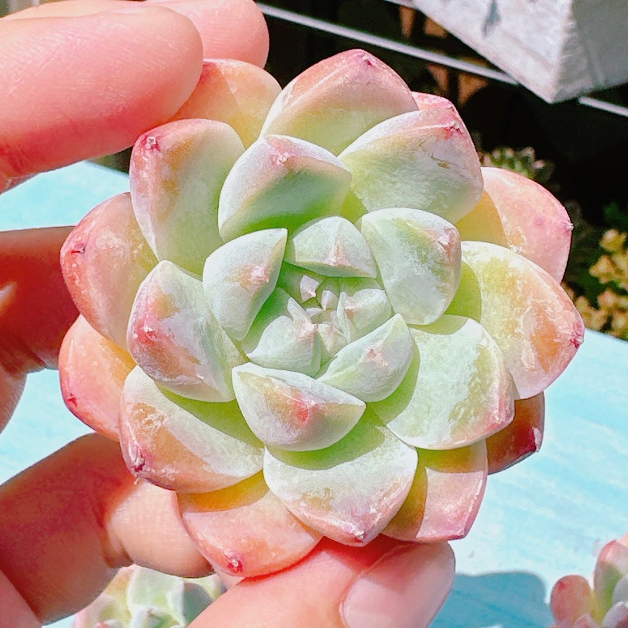 アルバビューティー 特級品 – Bull Succulent