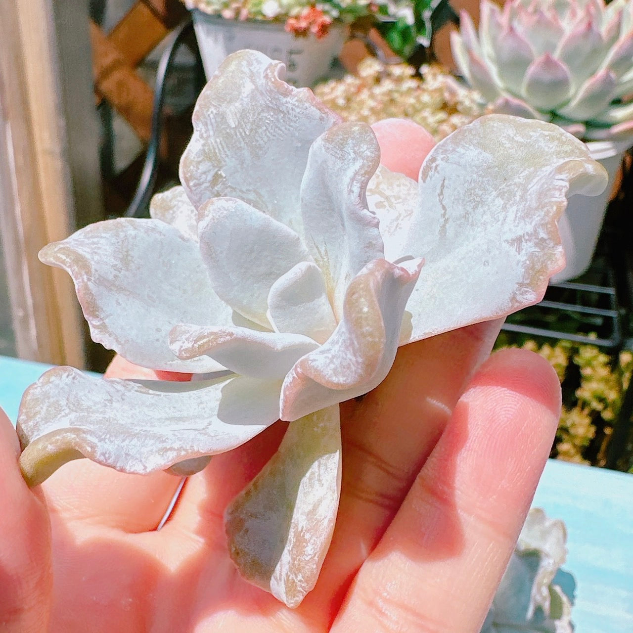 クリスペートビューティー B品 – Bull Succulent