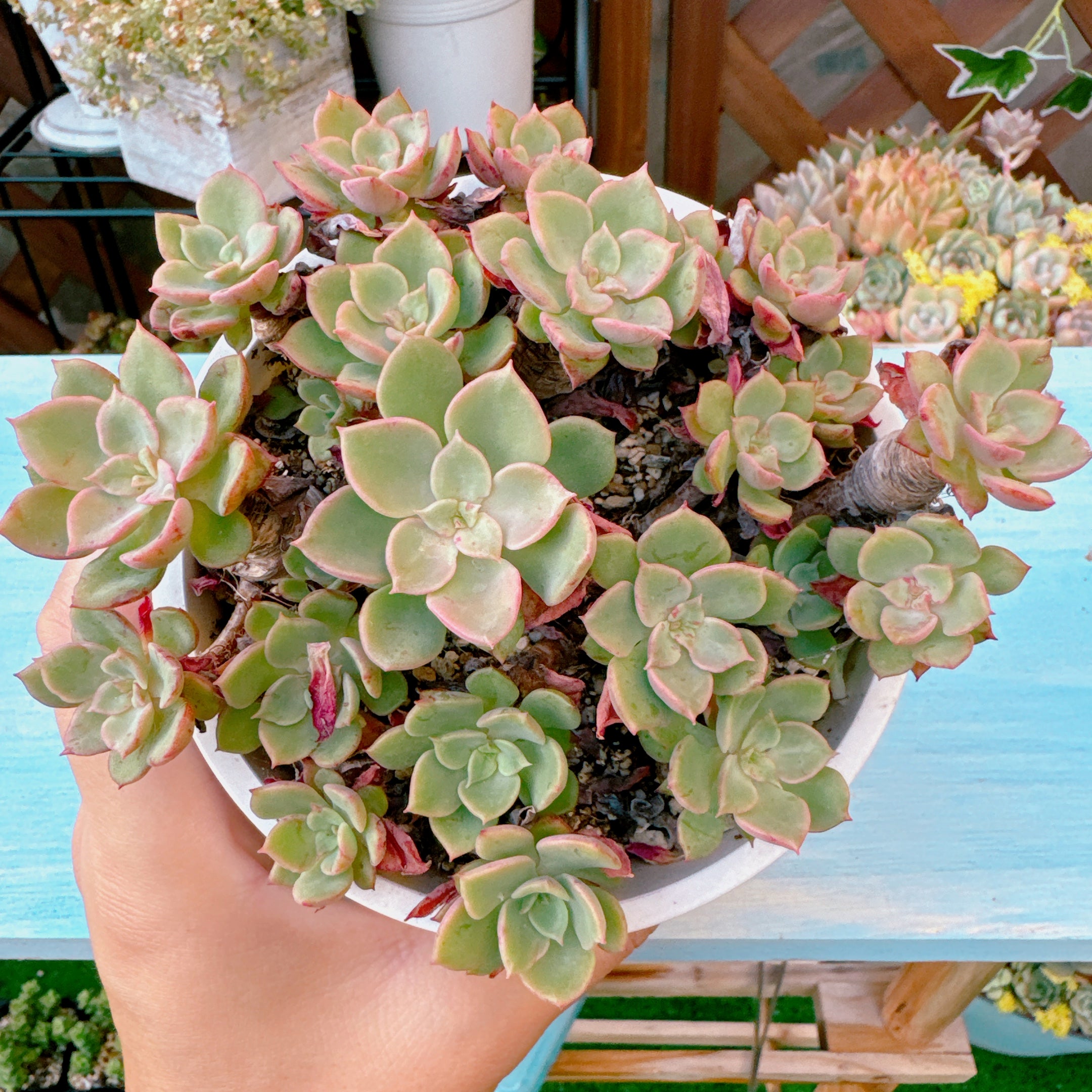 ノーブル A品 77 – Bull Succulent