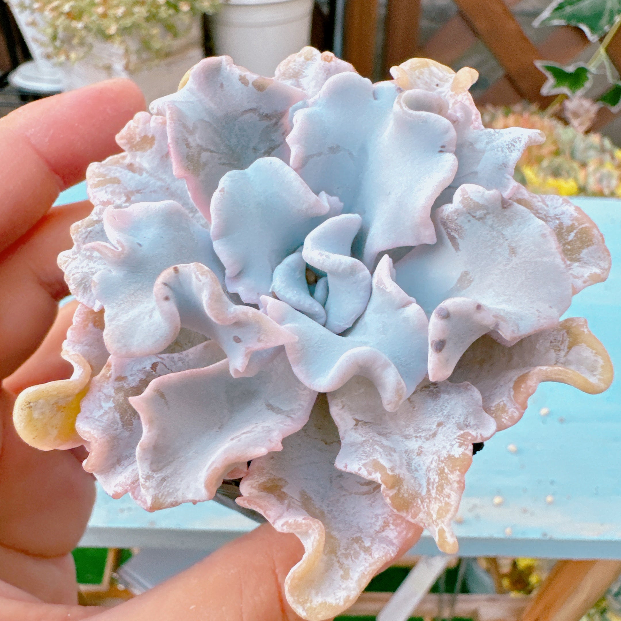 クリスペートビューティー 特級品 17 – Bull Succulent