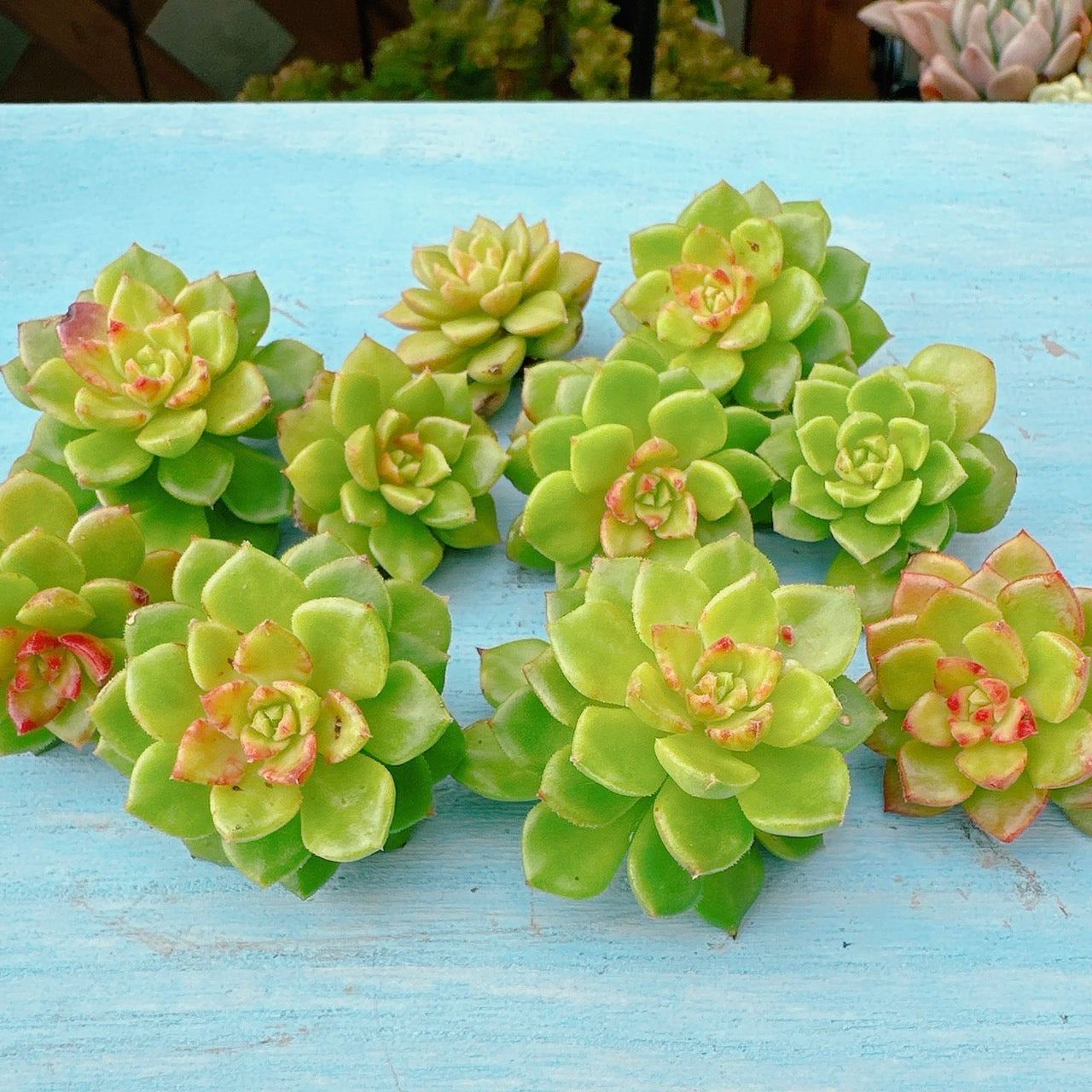 マジックジャムゴールド 多肉植物 マジックジャムゴールド – 多肉植物の通販・販売サイト tawawa