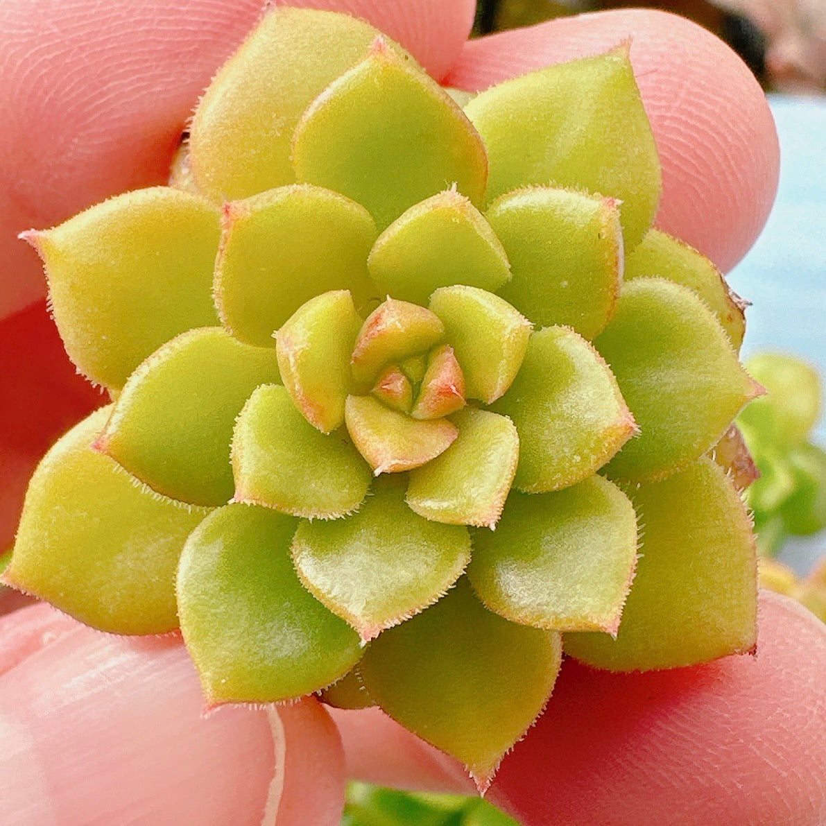 マジックジャムゴールド A品 – Bull Succulent