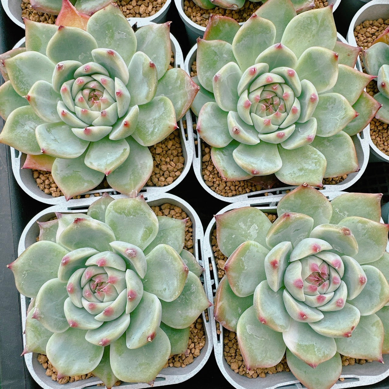 チワワエンシス錦 A品 – Bull Succulent