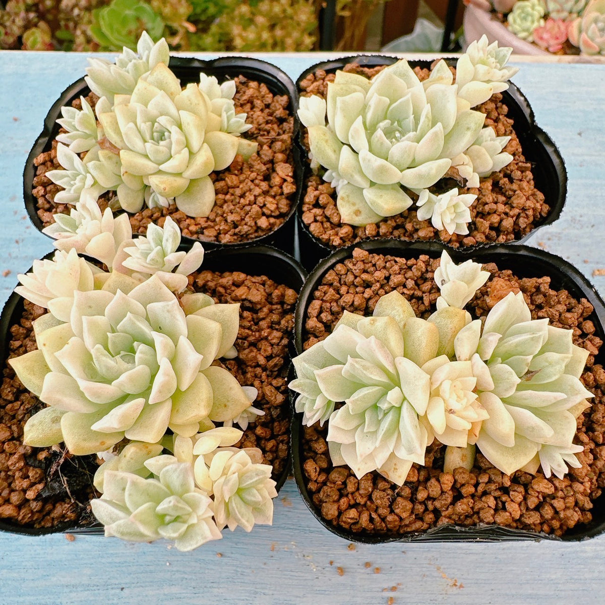 プロリフィカ錦 A品 – Bull Succulent