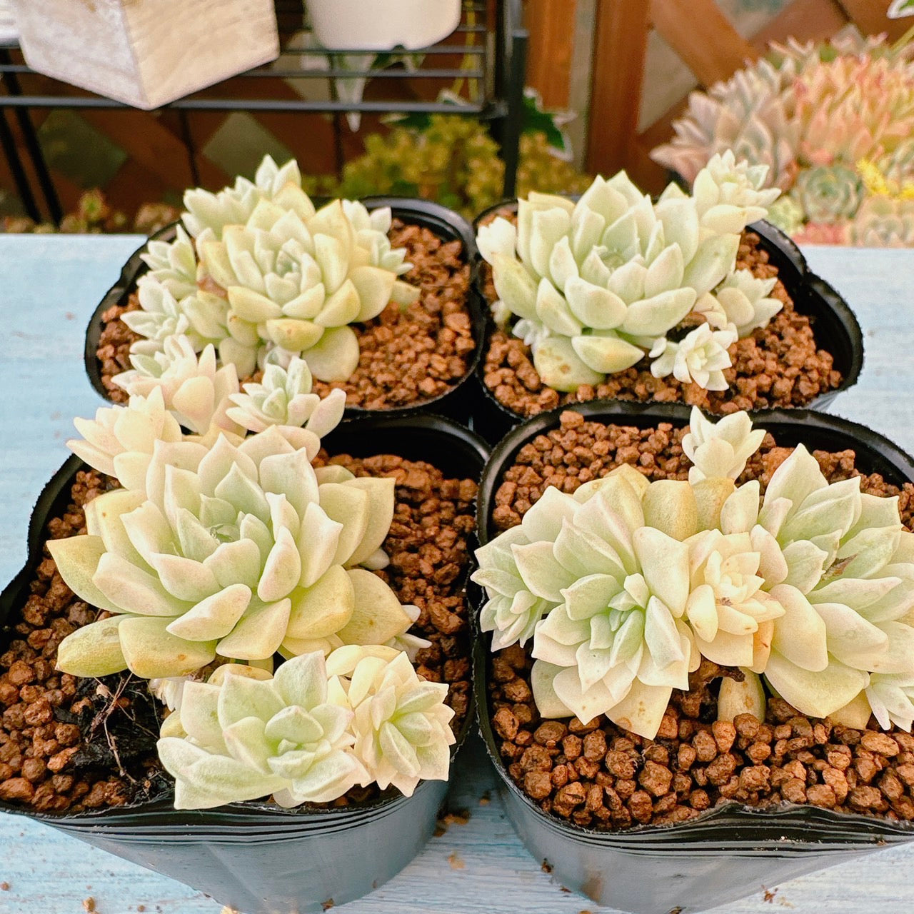 プロリフィカ錦 A品 – Bull Succulent