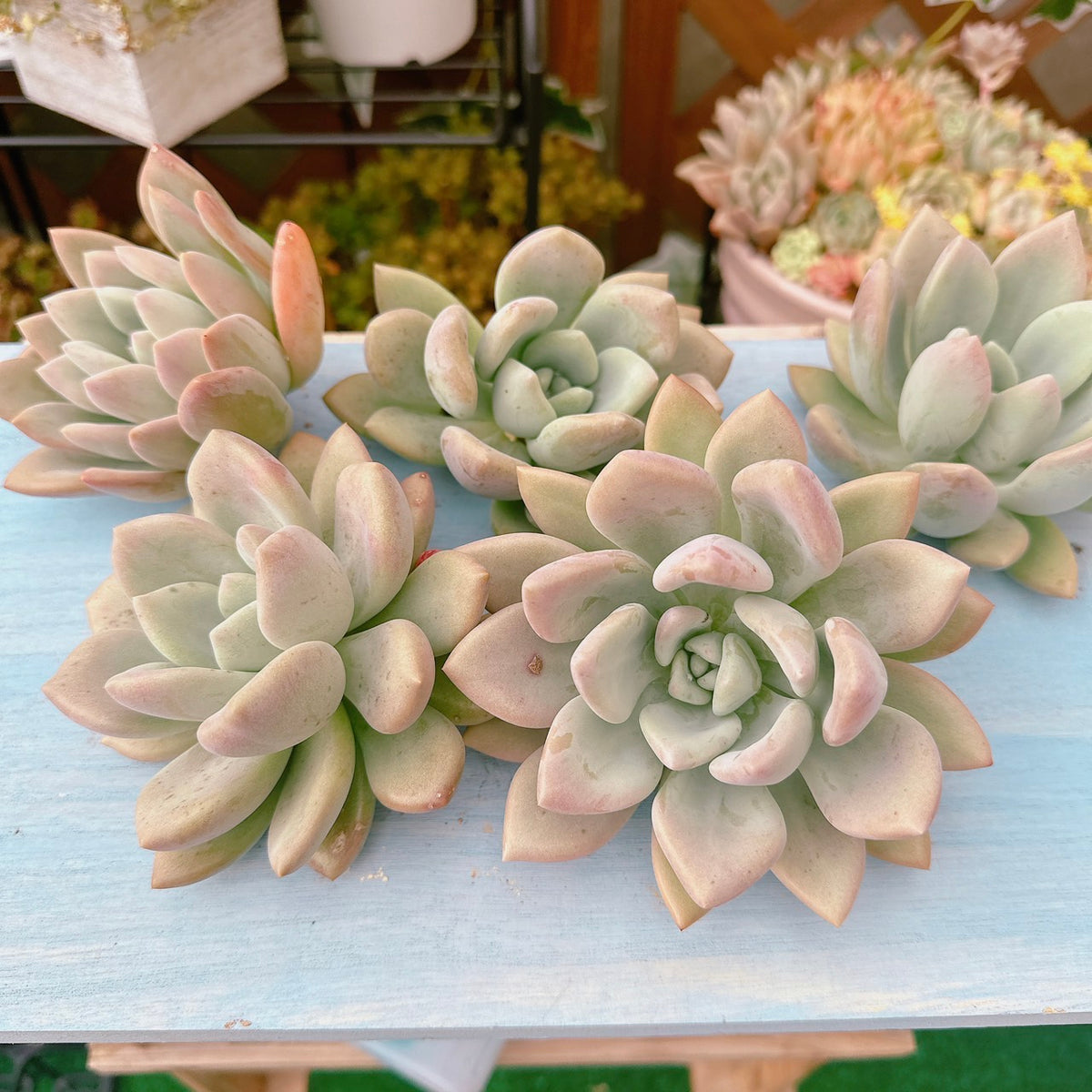 巨大オパリナ – Bull Succulent
