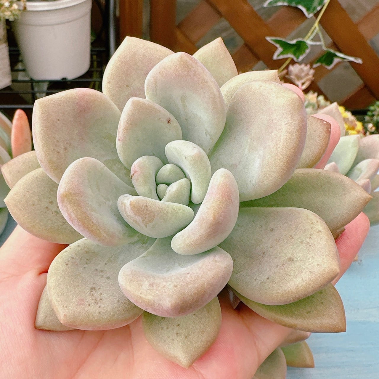 巨大オパリナ – Bull Succulent