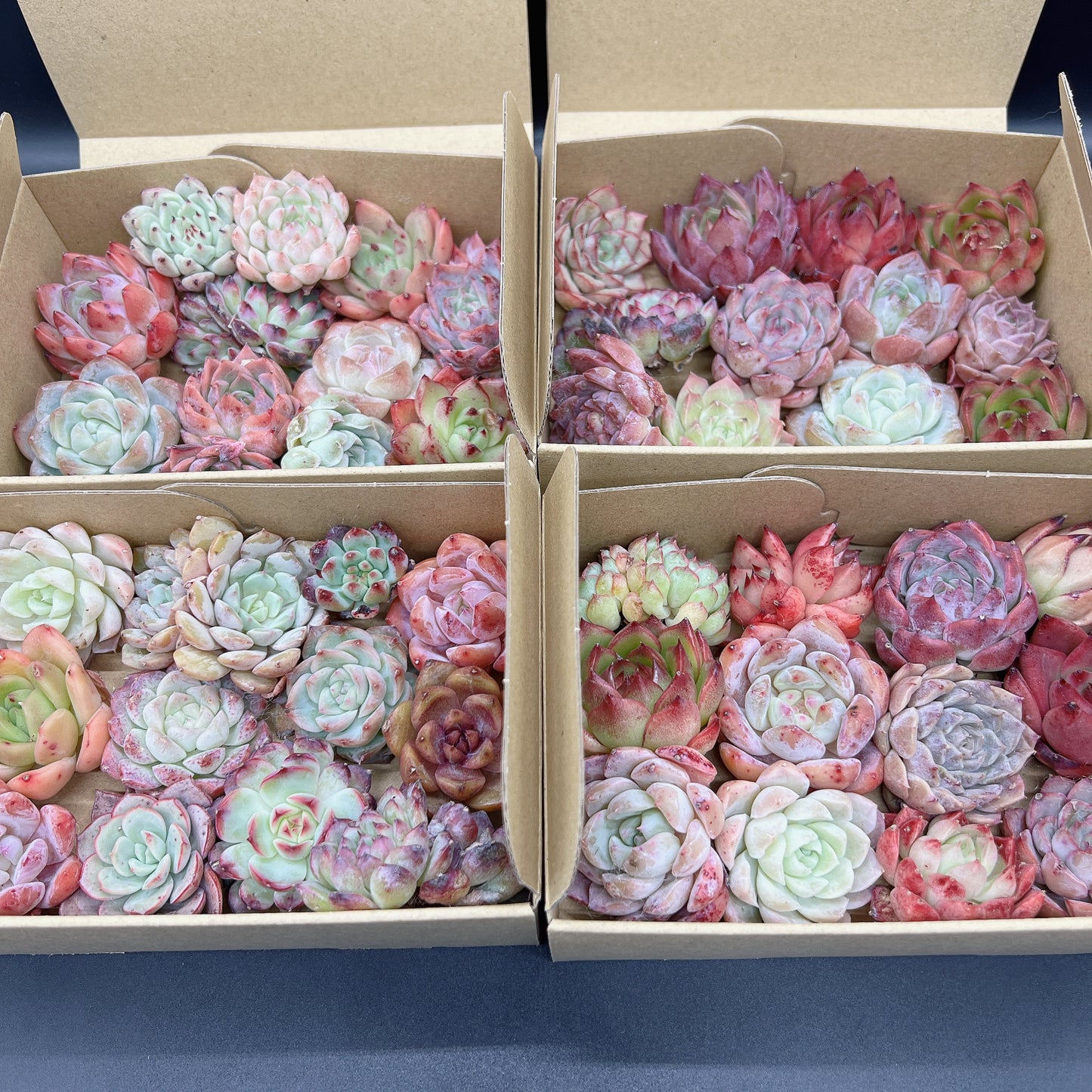 寄せ植えセット
