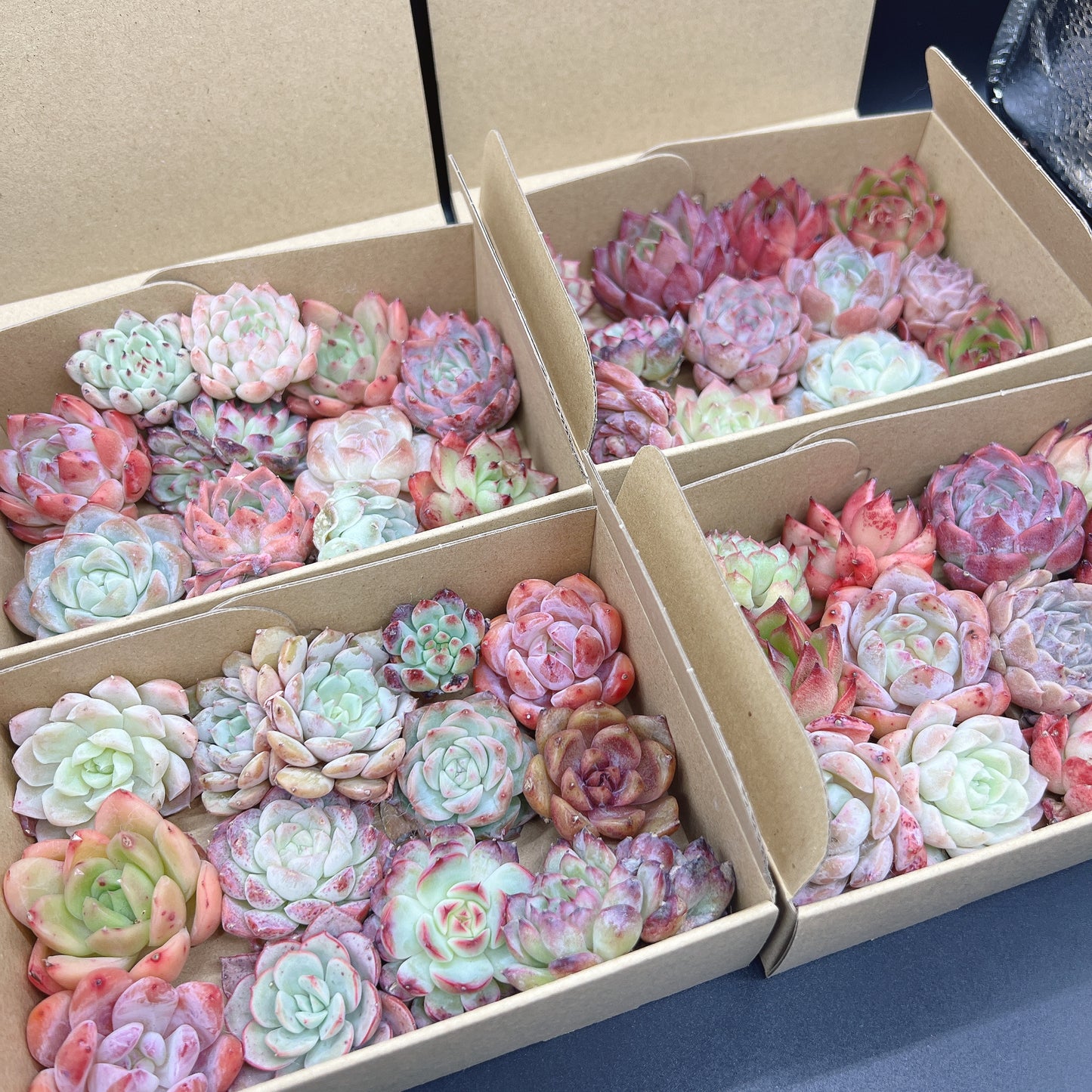 寄せ植えセット