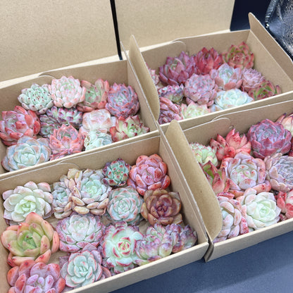 寄せ植えセット