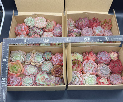 寄せ植えセット