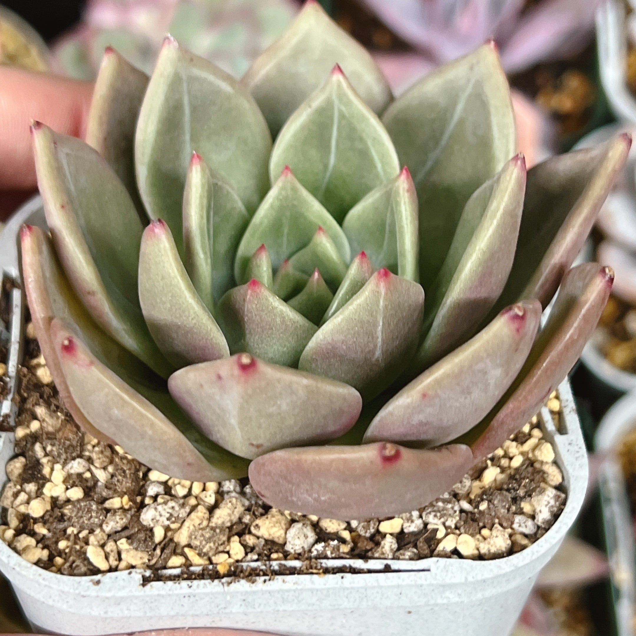 多肉植物 ピンクシャンペン 根付き - その他多肉植物