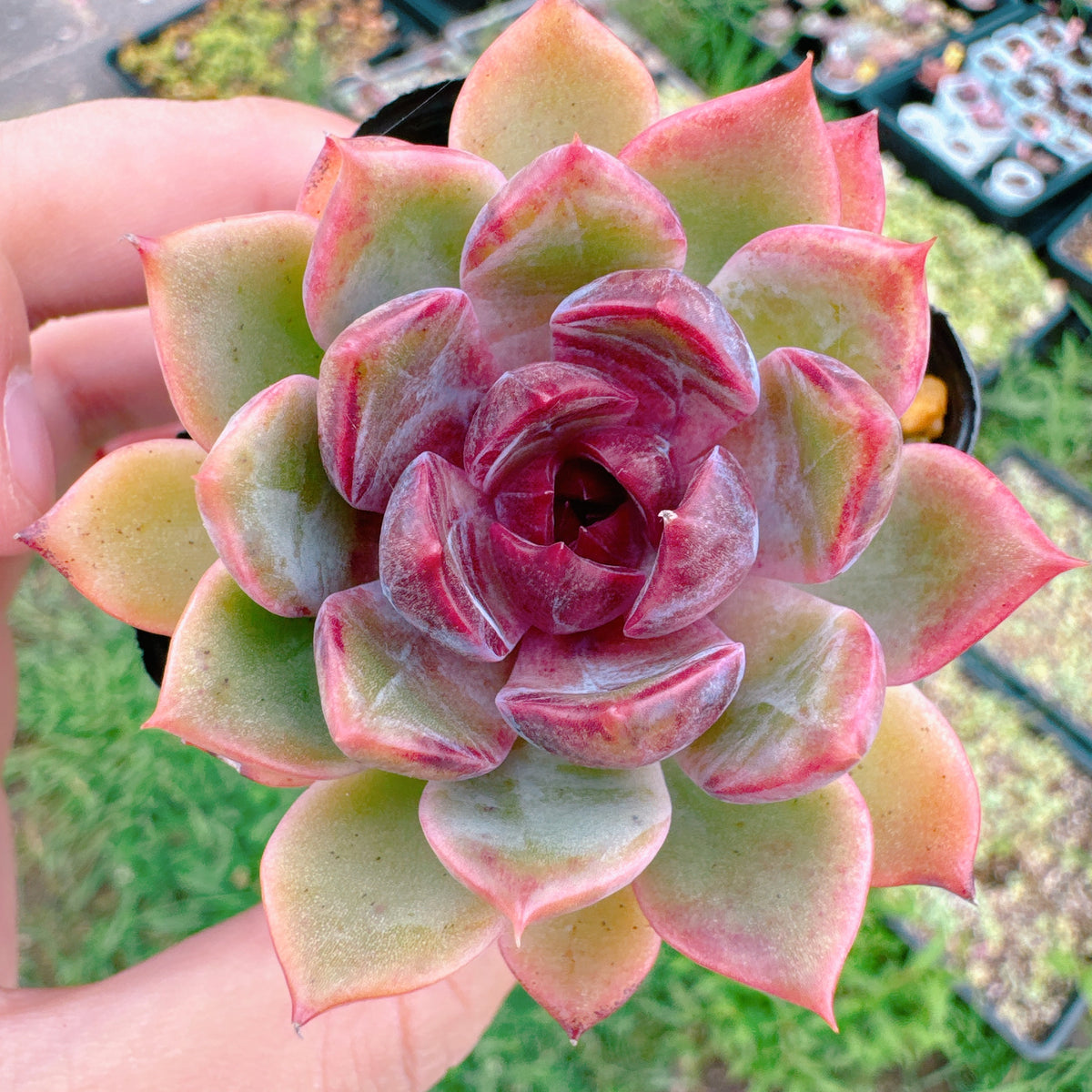 山苺 特級品 33 – Bull Succulent