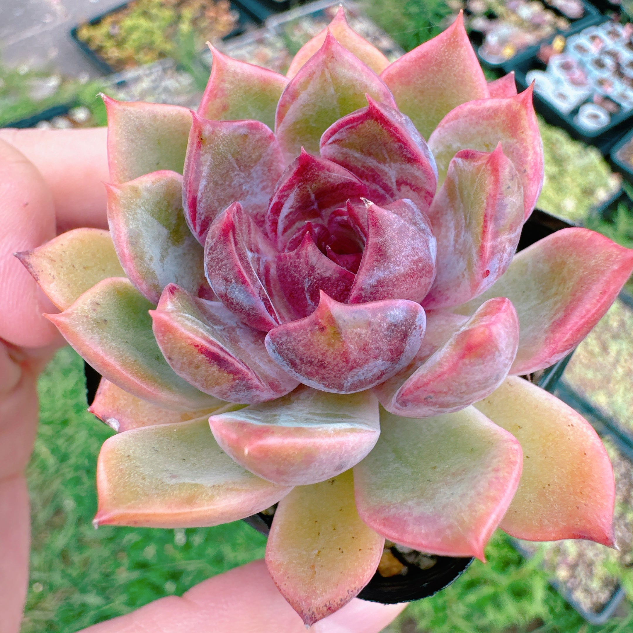 山苺 特級品 33 – Bull Succulent