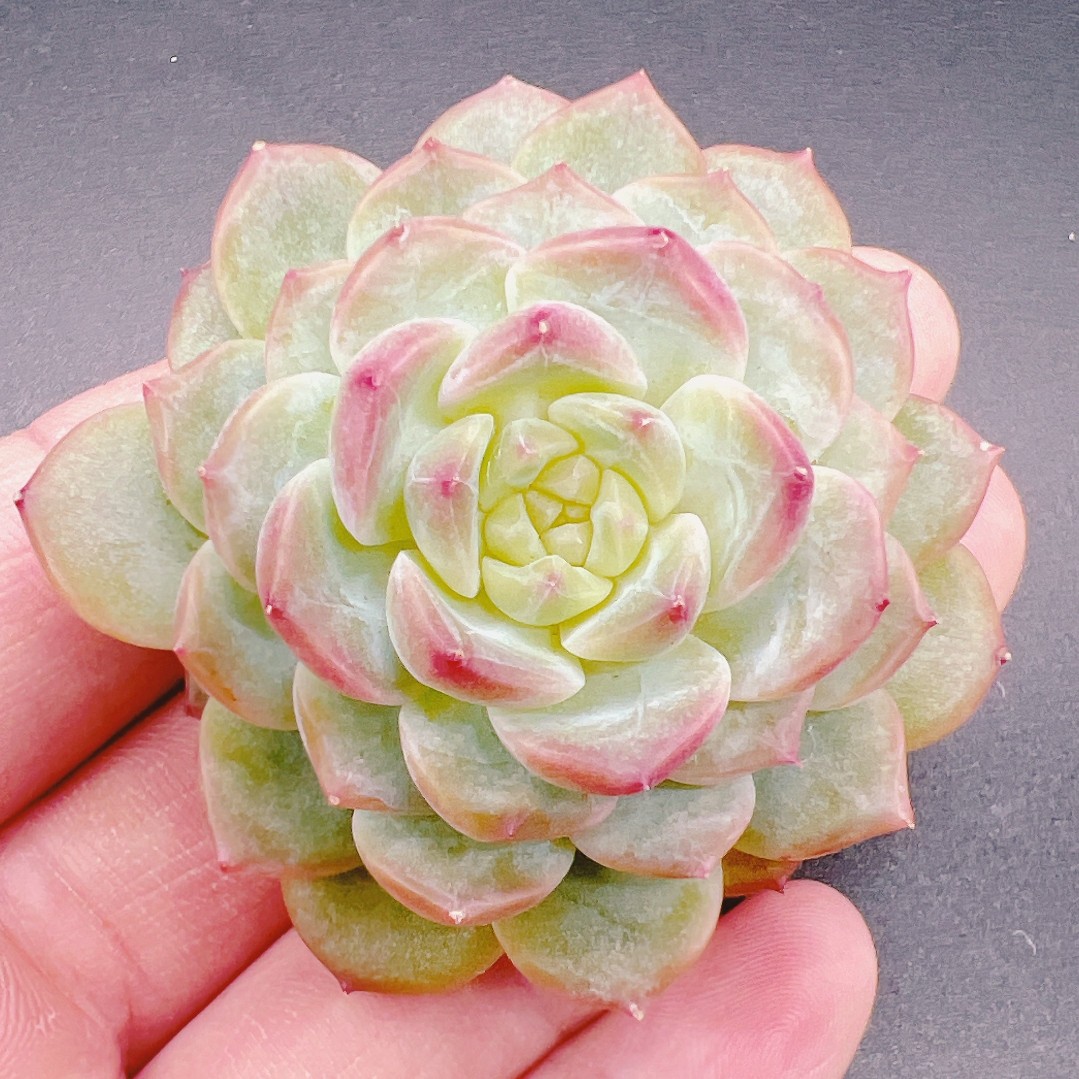 クリスタルキャンディ – Bull Succulent