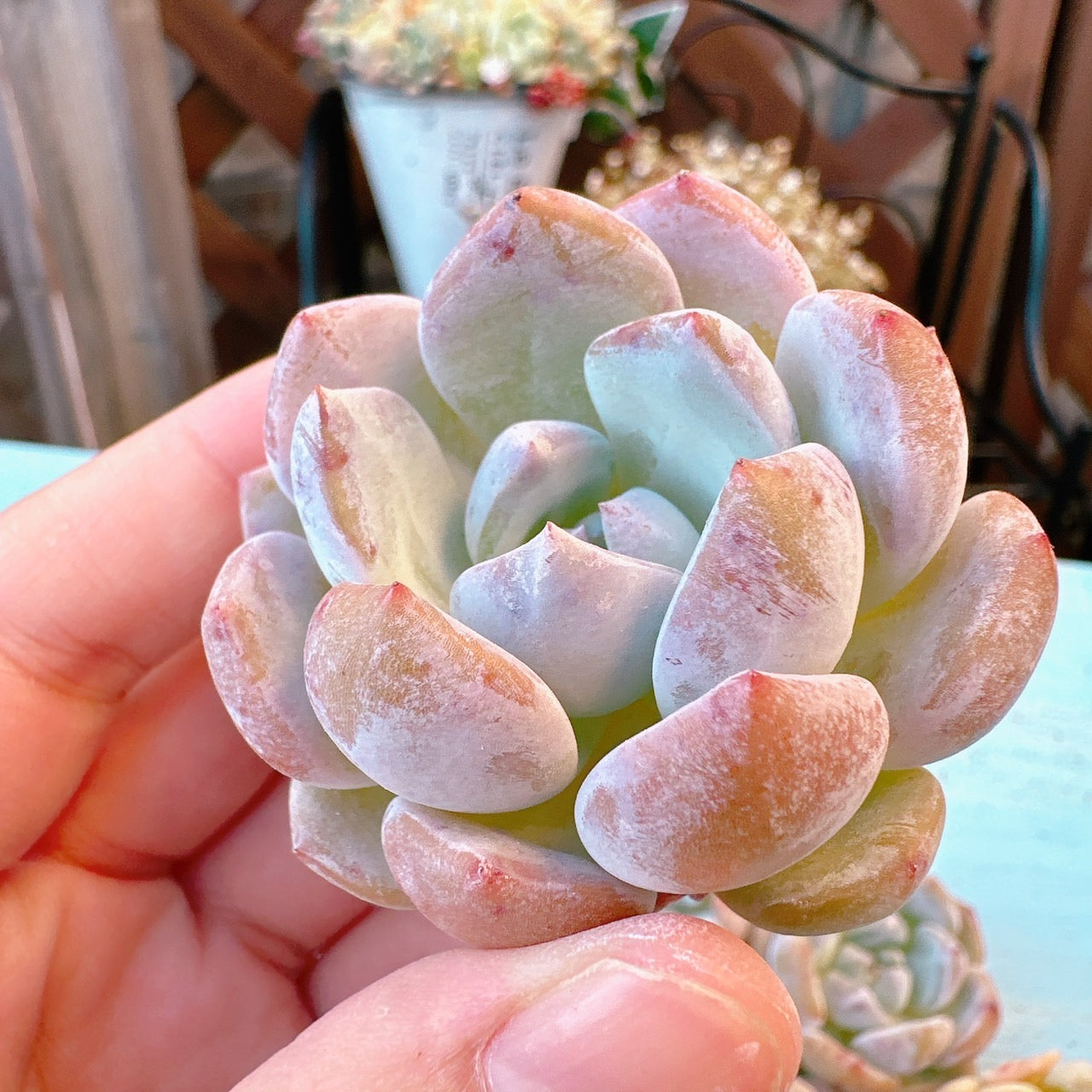 多肉植物　韓国苗　ジェリーオレンジ　発根済み ジェリーオレンジ A品 – Bull Succulent