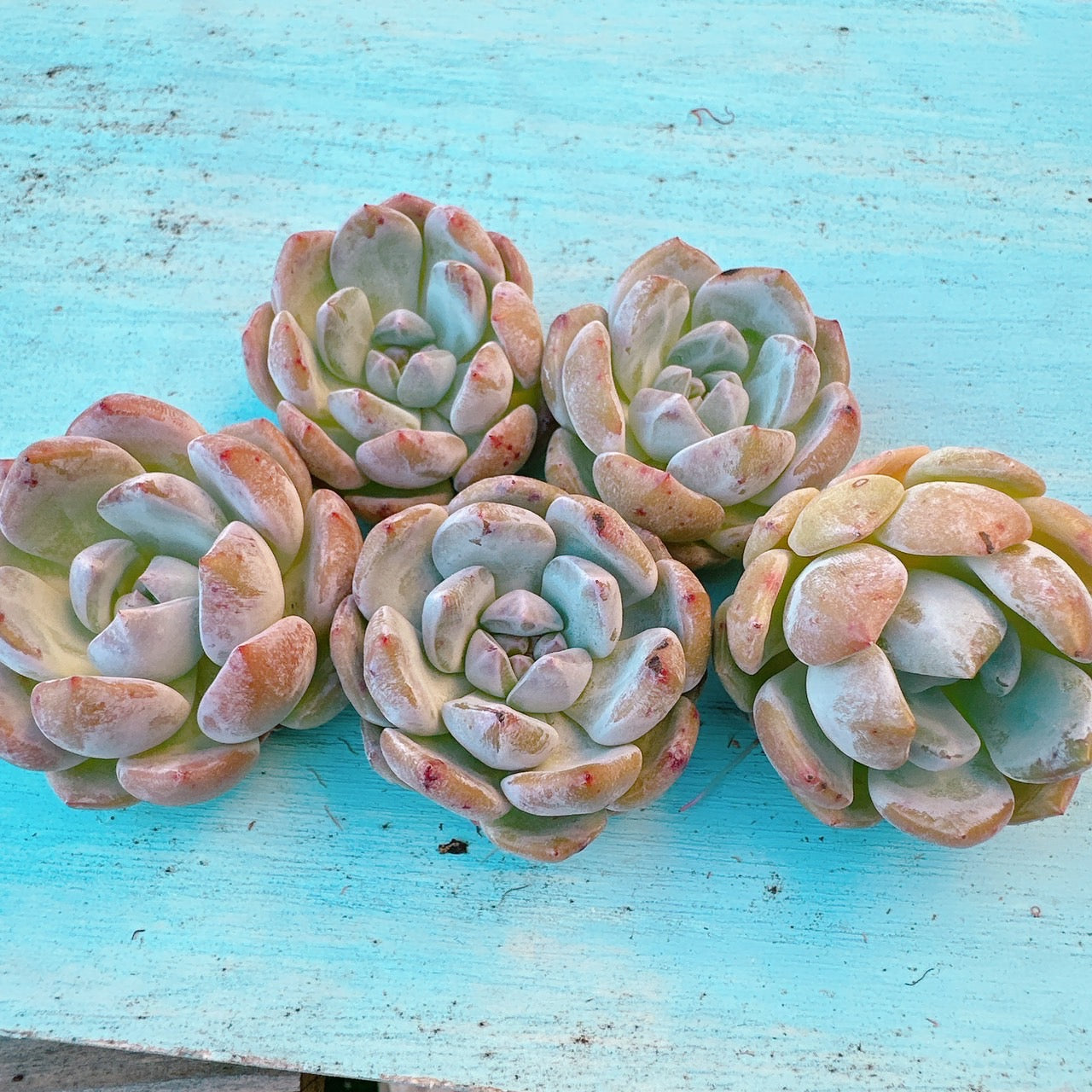 ジェリーオレンジ A品 – Bull Succulent