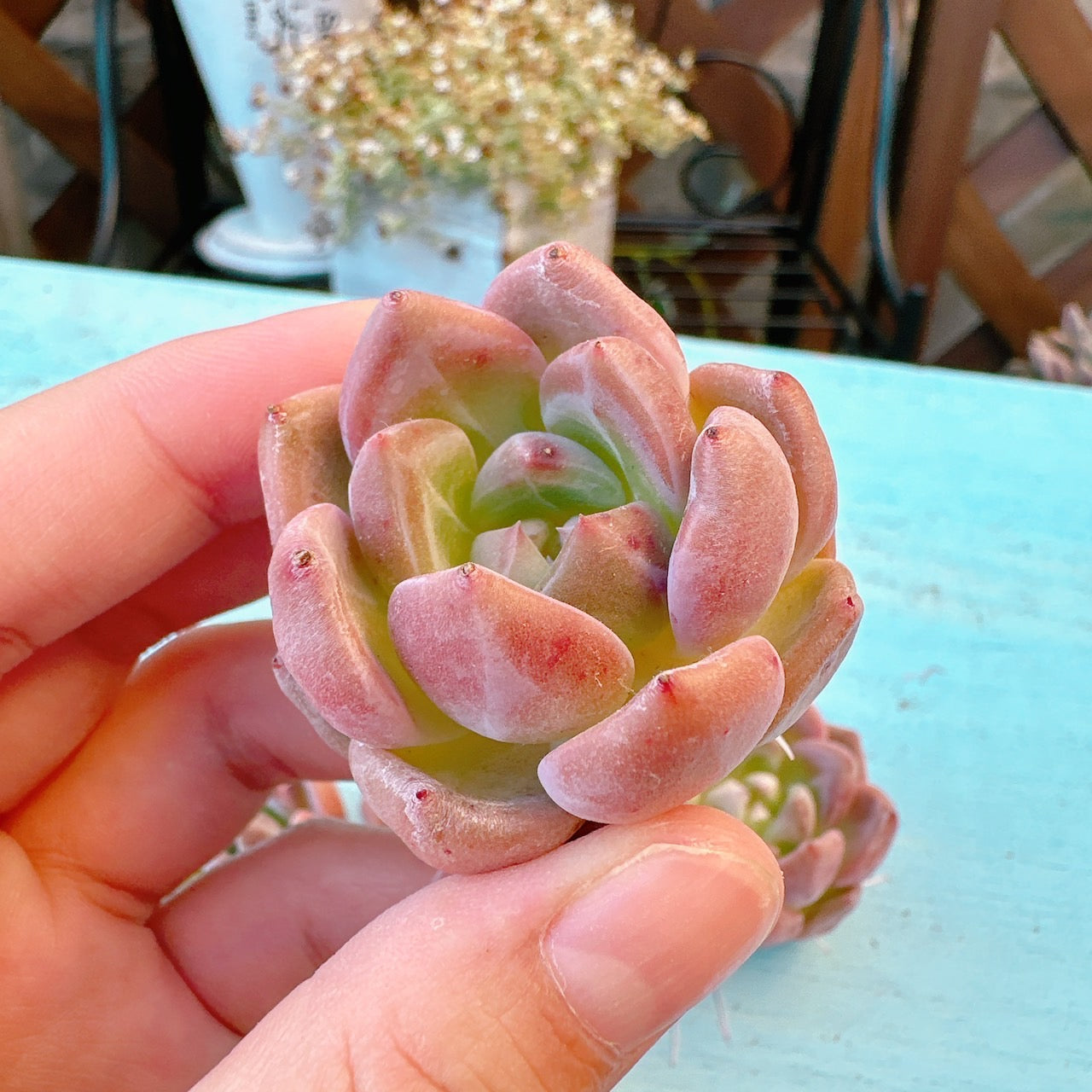 アイボリーオレンジ A品 – Bull Succulent