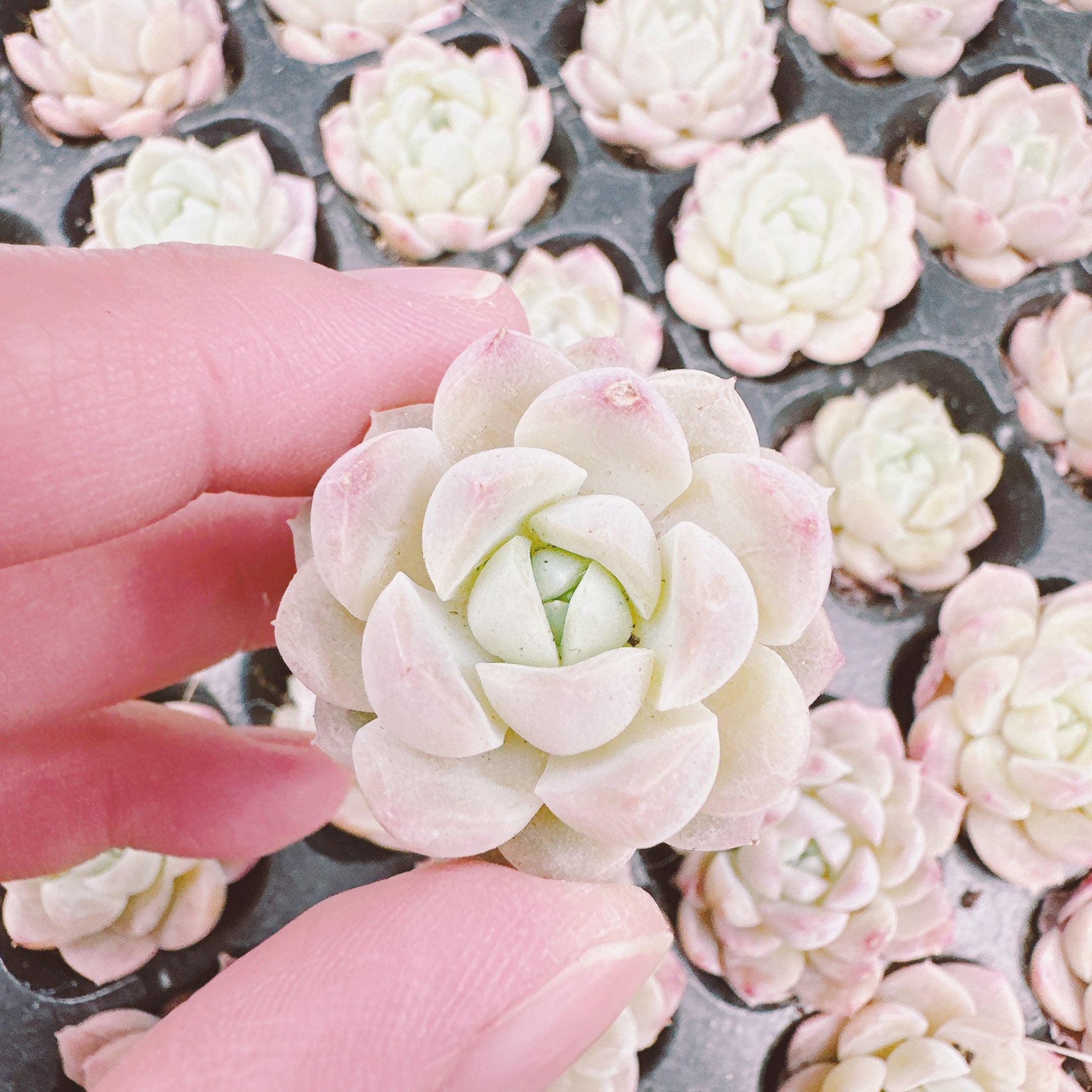 白桃ソーダ 根付き – Bull Succulent