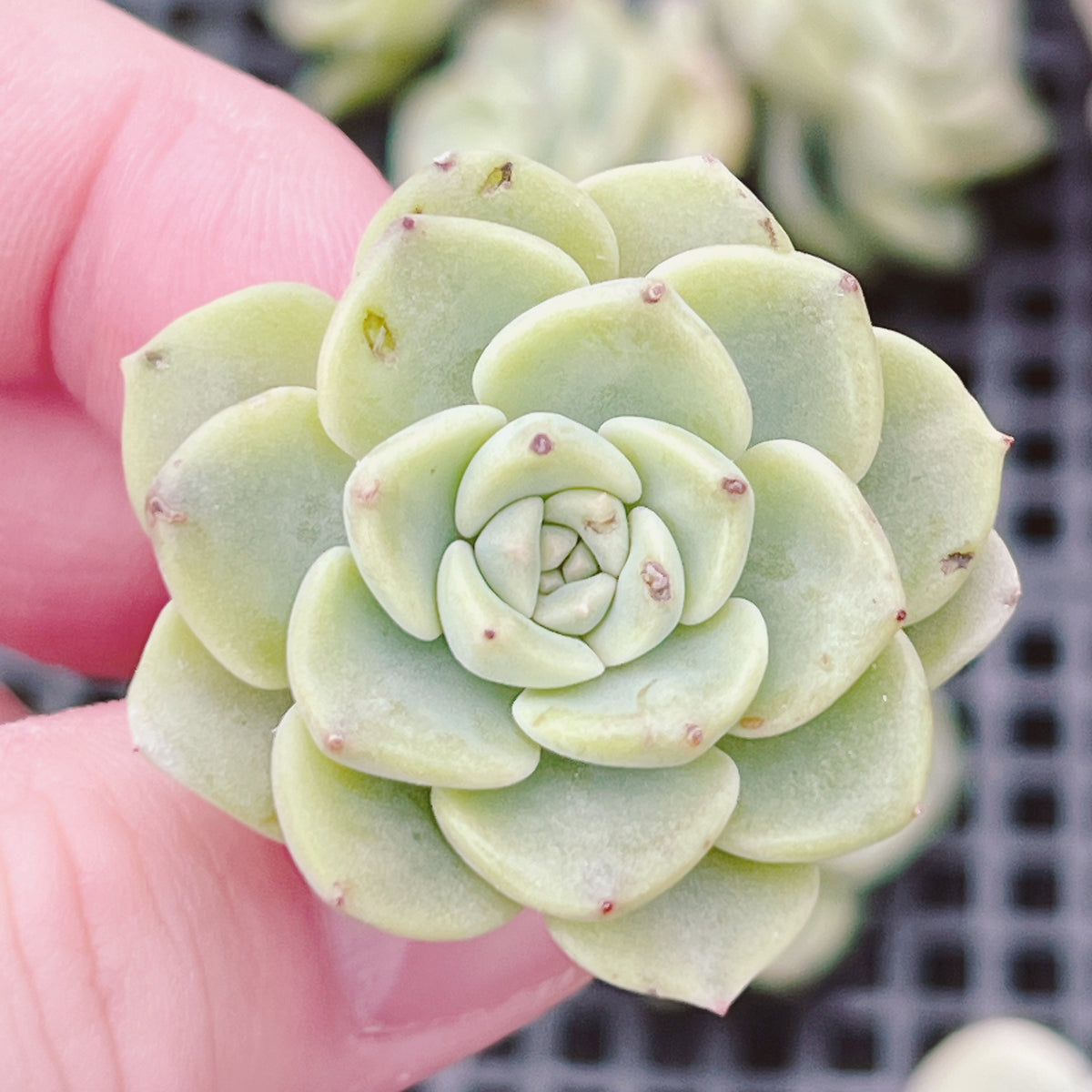 ティンカーベル錦 – Bull Succulent