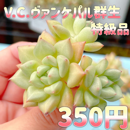 V.C.ヴァンケパル　