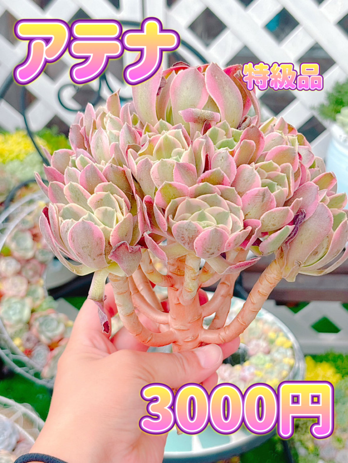 アテナ群生　特級品