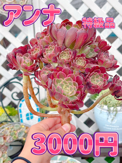 アンナ群生　特級品