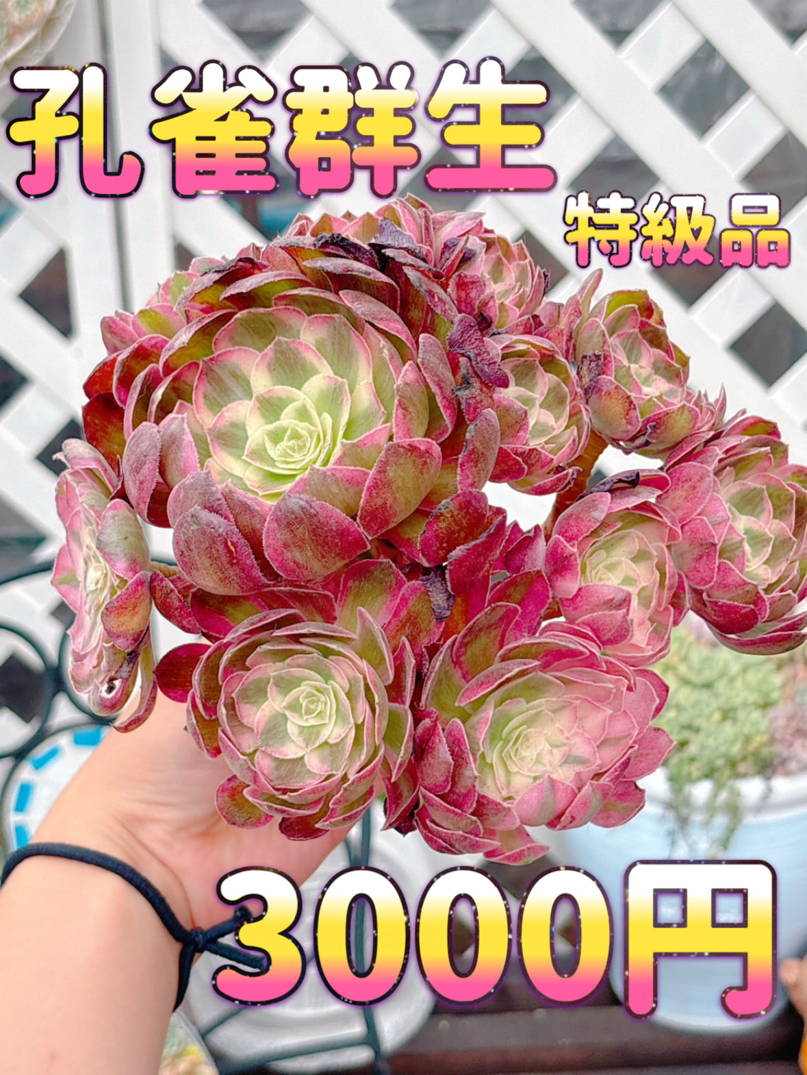 孔雀群生　特級品