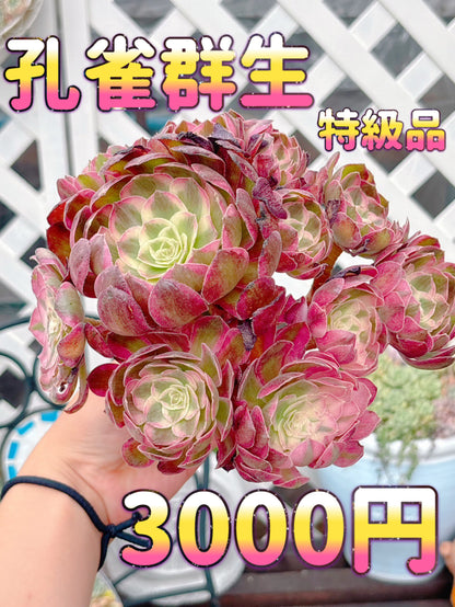 孔雀群生　特級品