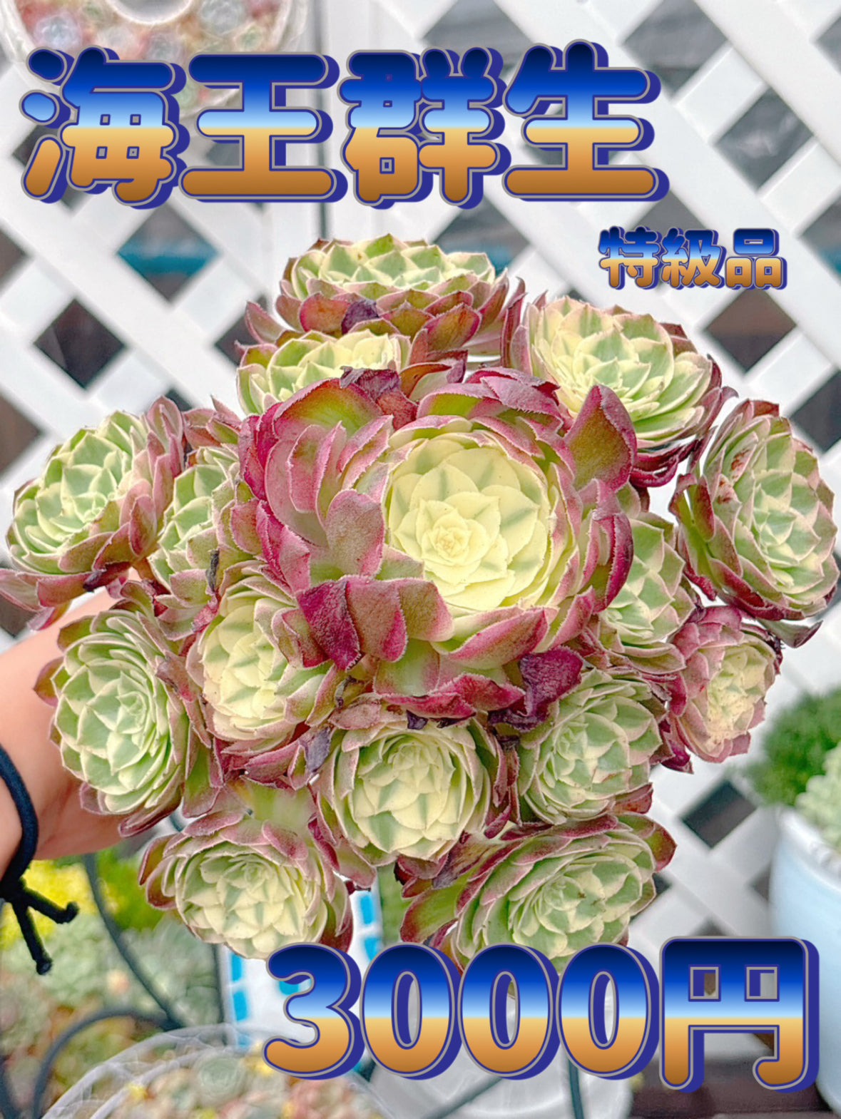 海王群生　特級品