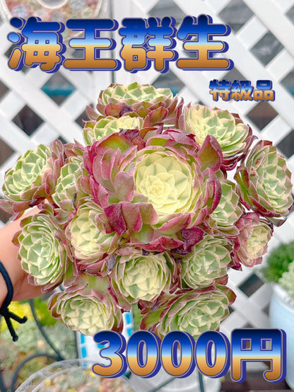 海王群生　特級品