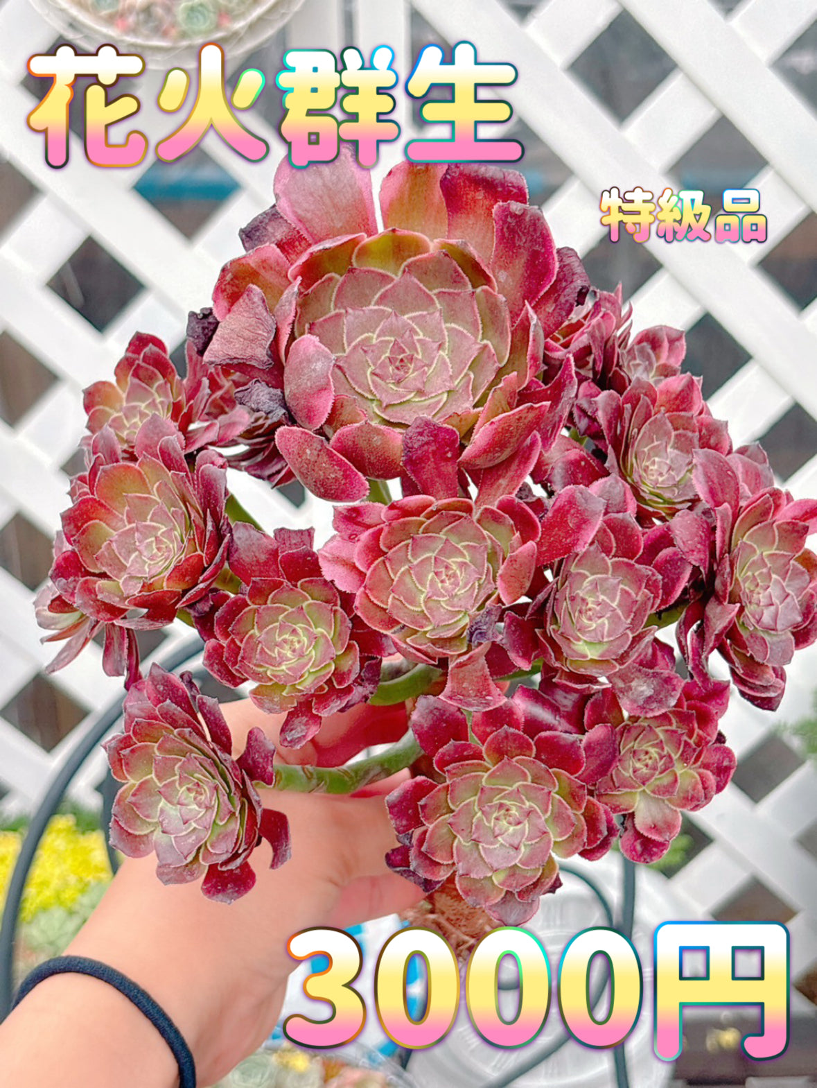 花火群生　特級品