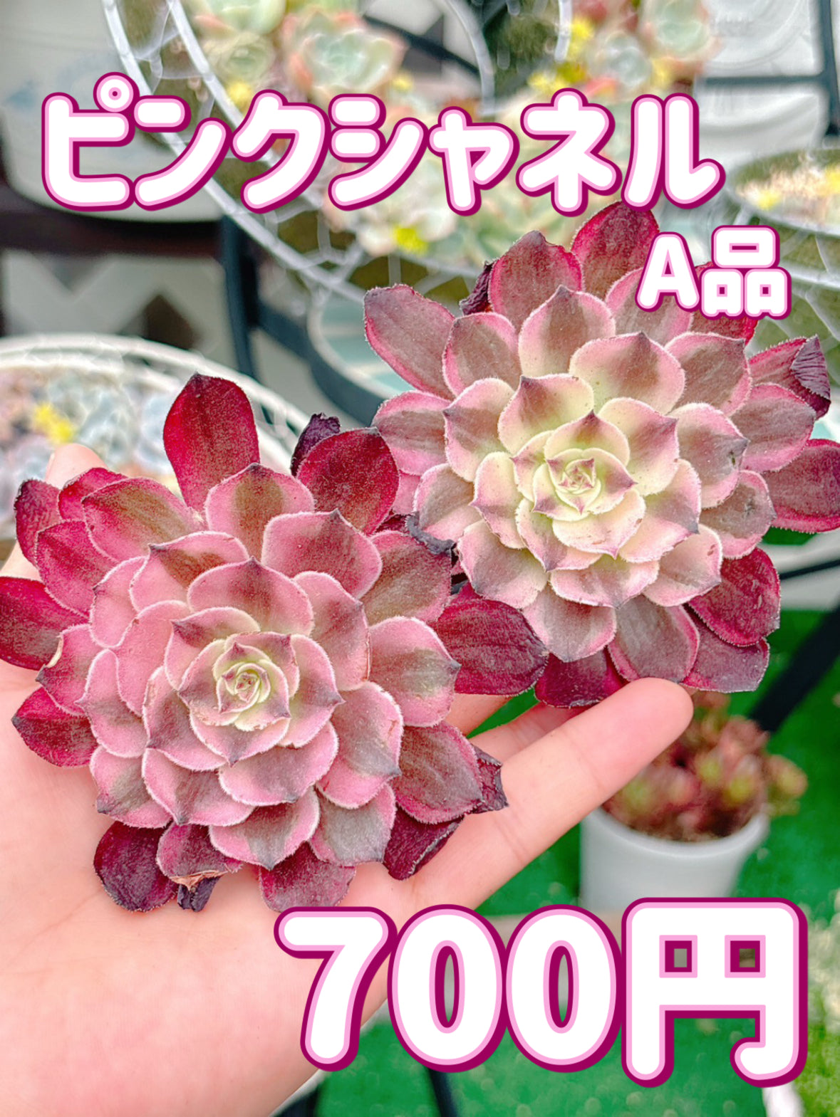ピンクシャネル　A品