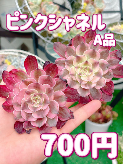 ピンクシャネル　A品