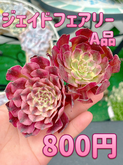 ジェイドフェアリー　A品