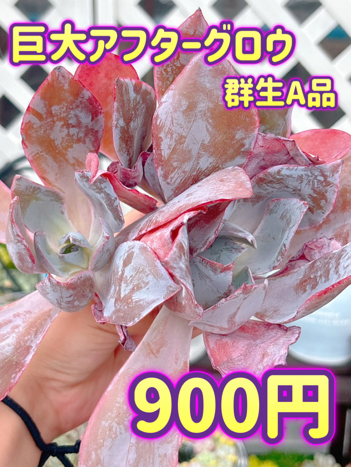 巨大アフターグロウ群生　A品