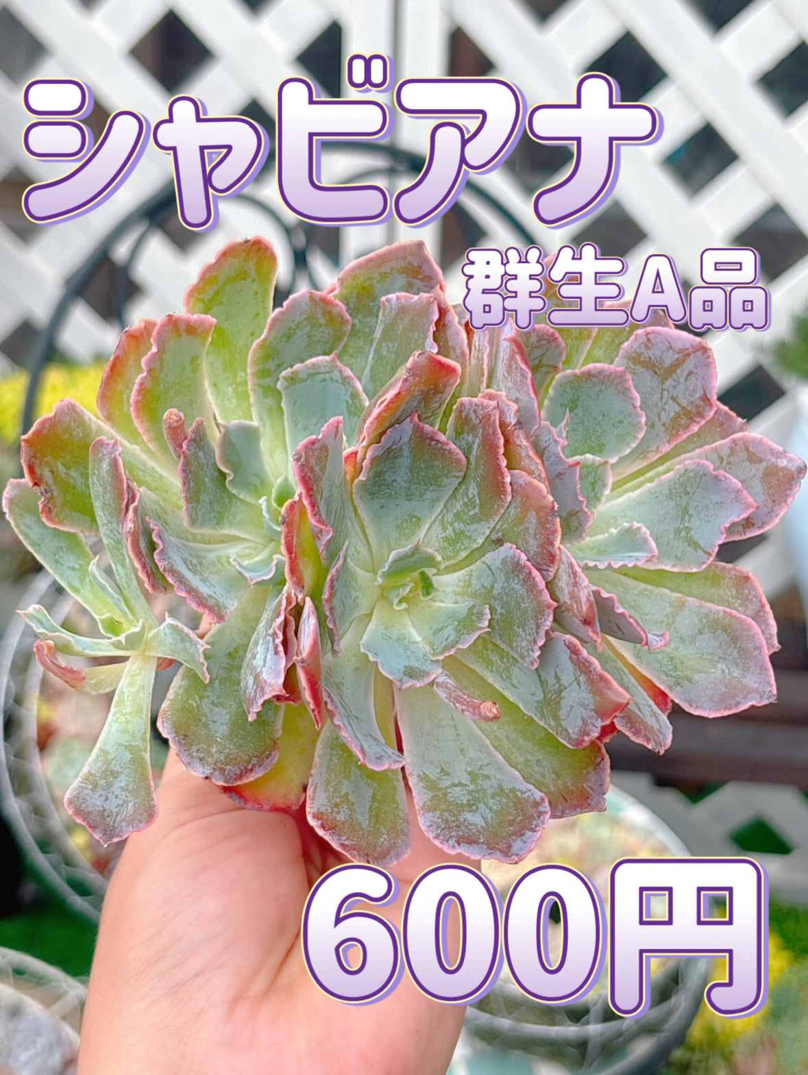 シャビアナ群生　A品