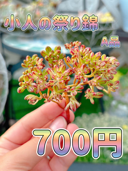 小人の祭り錦　A品