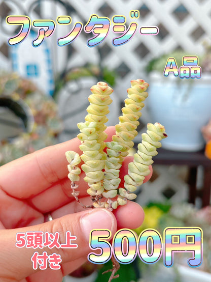 ファンタジー　A品