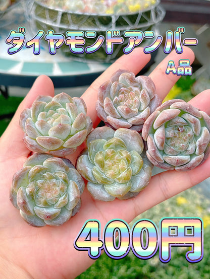 ダイヤモンドアンバー　A品
