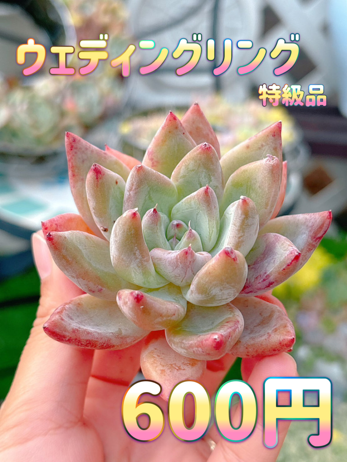 ウェディングリング　特級品