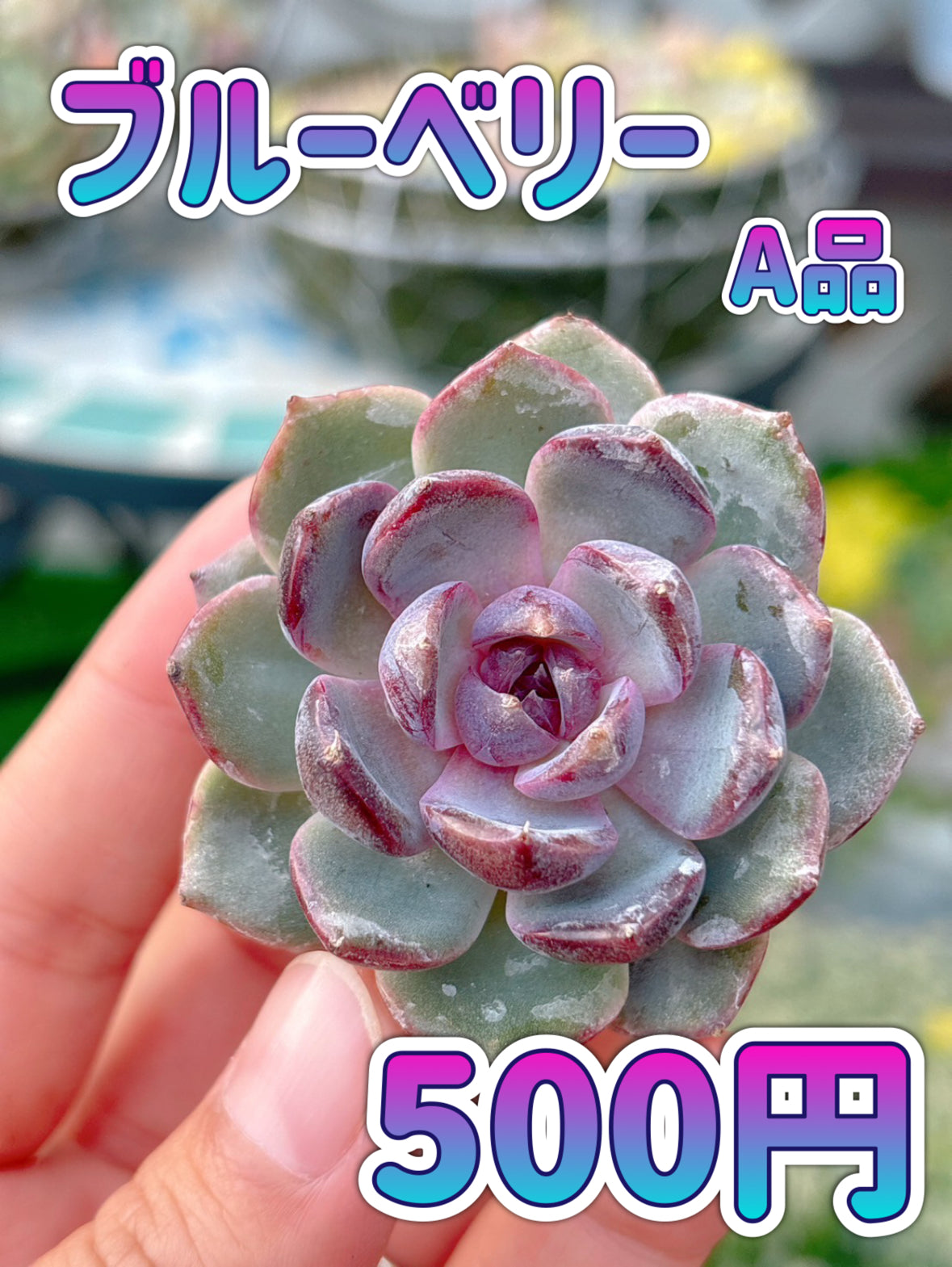 ブルーベリー　A品