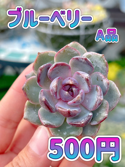 ブルーベリー　A品